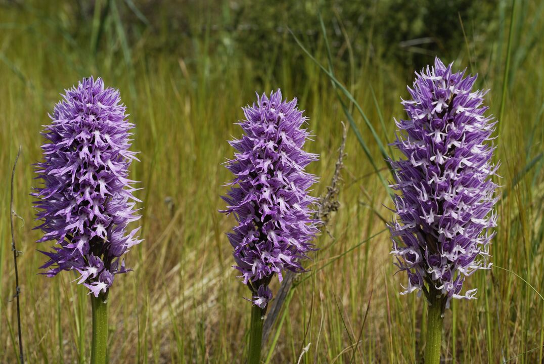 yaryshnik fir d